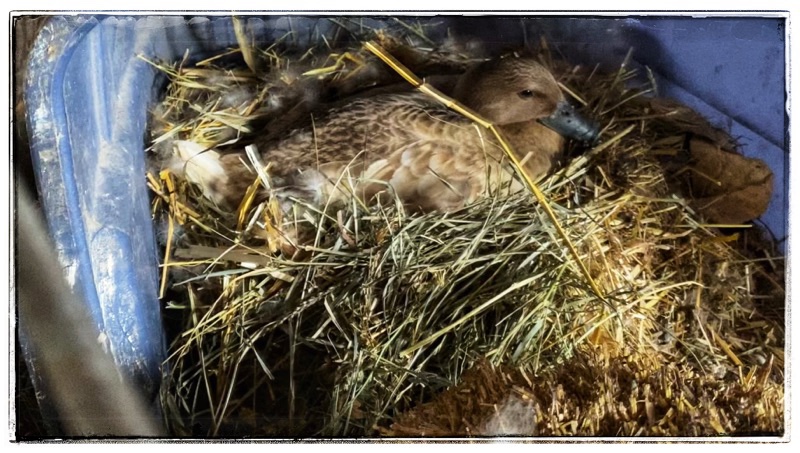 Brown duck in barn on her nest inside a bin on its side. 