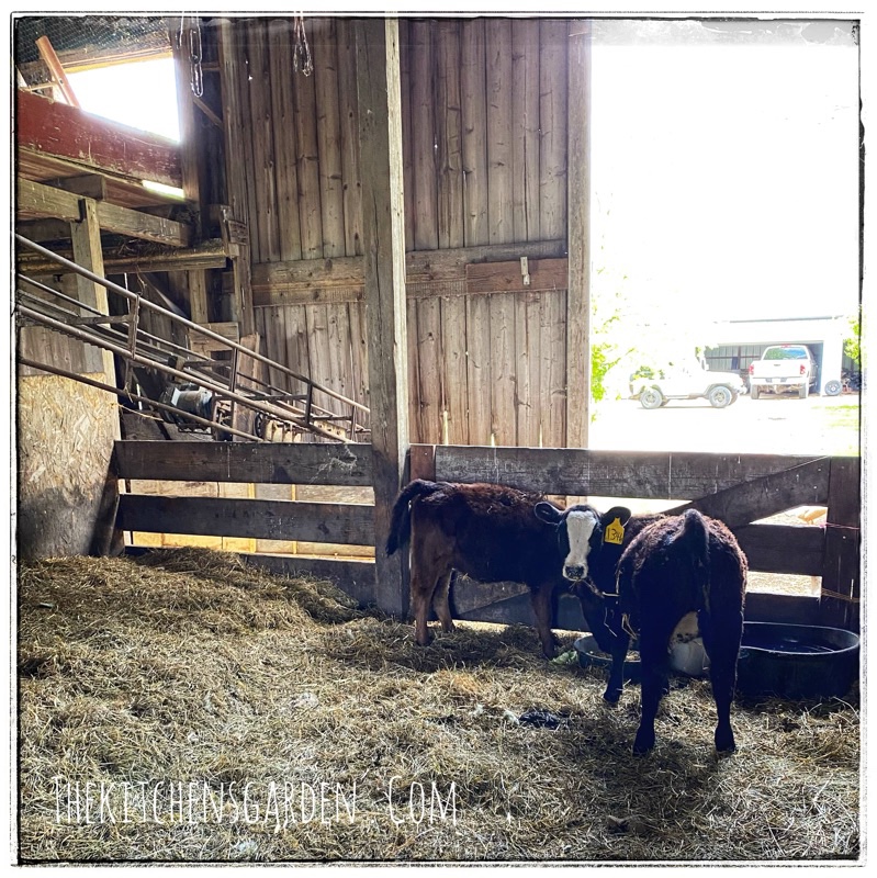 calves eating in large old barn with doors open to over exposed vehicles