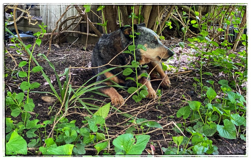 farm dog resting in shade of garden bushes