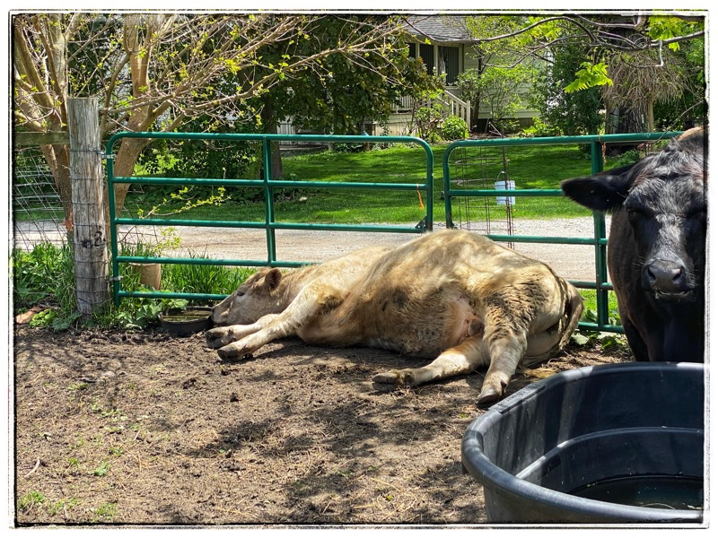 cream cow lying on his side  beside gate in the light shade