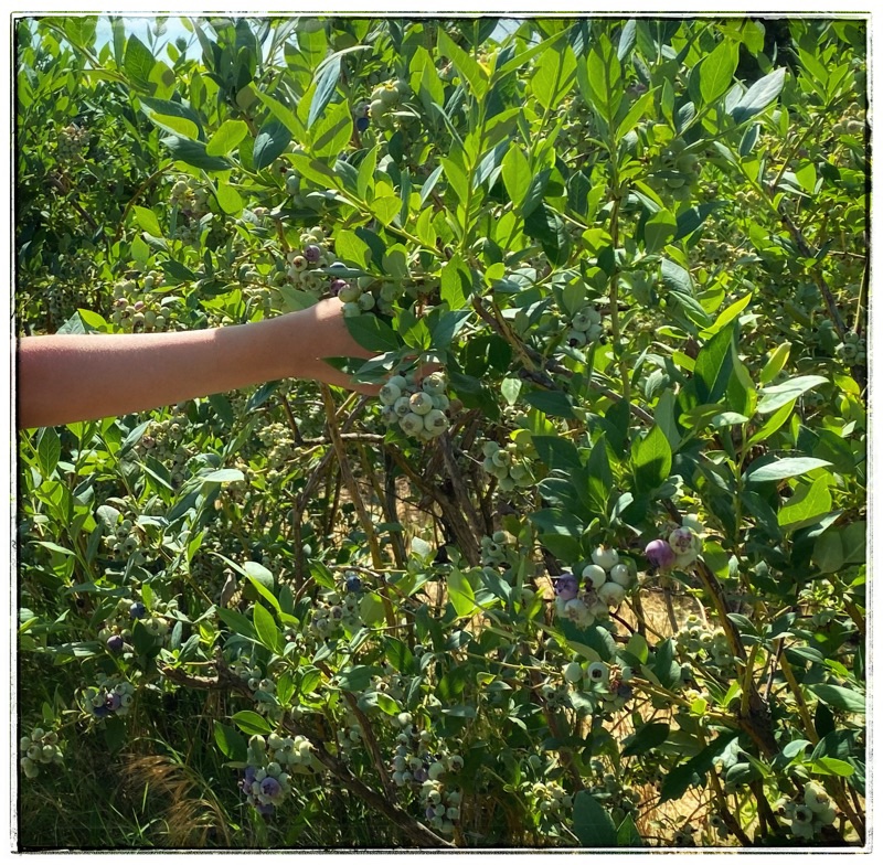hand picking blueberries