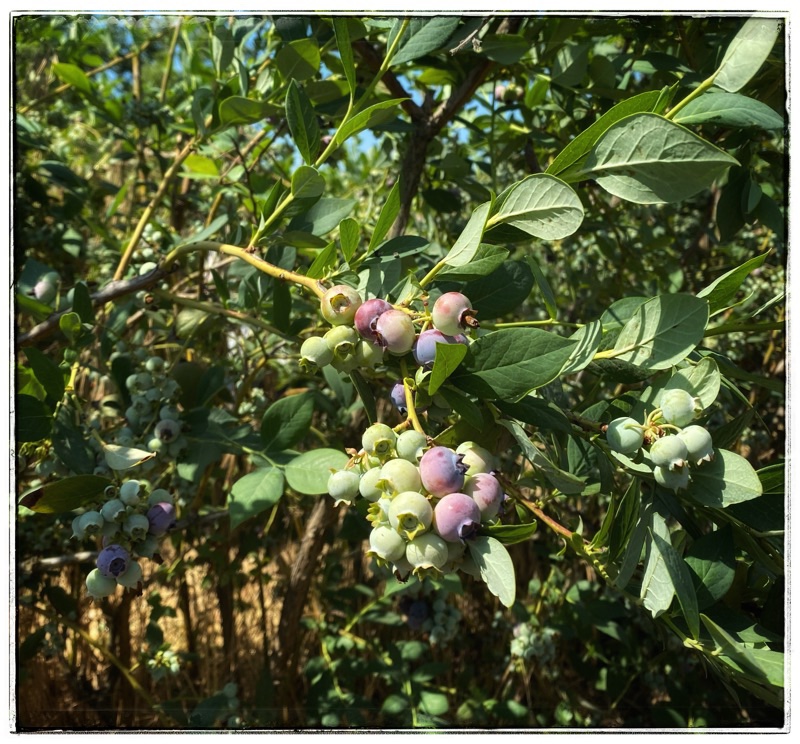 unripe blueberries on the bush