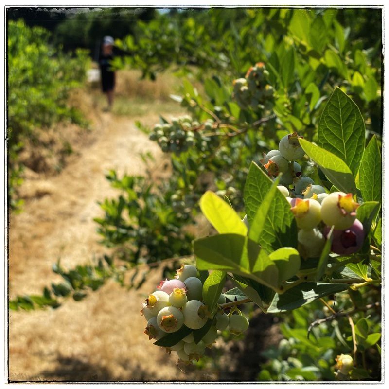 unripe blueberries on the vine
