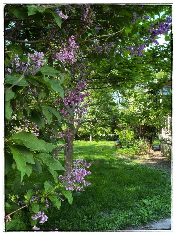 green grass seen through a canopy of purple lilacs