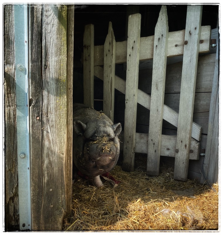 Wai the rescue potbelly