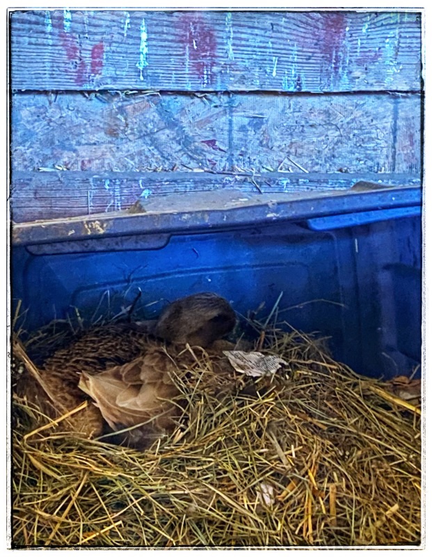 Duck on her nest in a blue tote