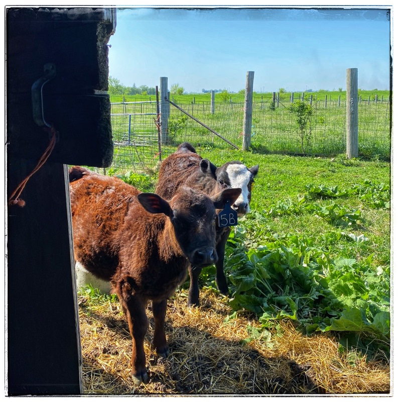 Two calves looking back into the barn with fields behind