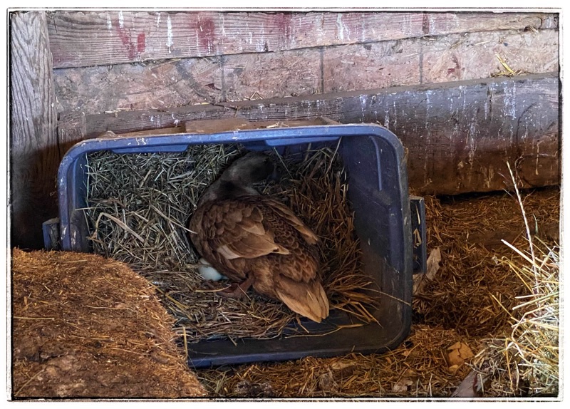 duck sitting on chickens eggs