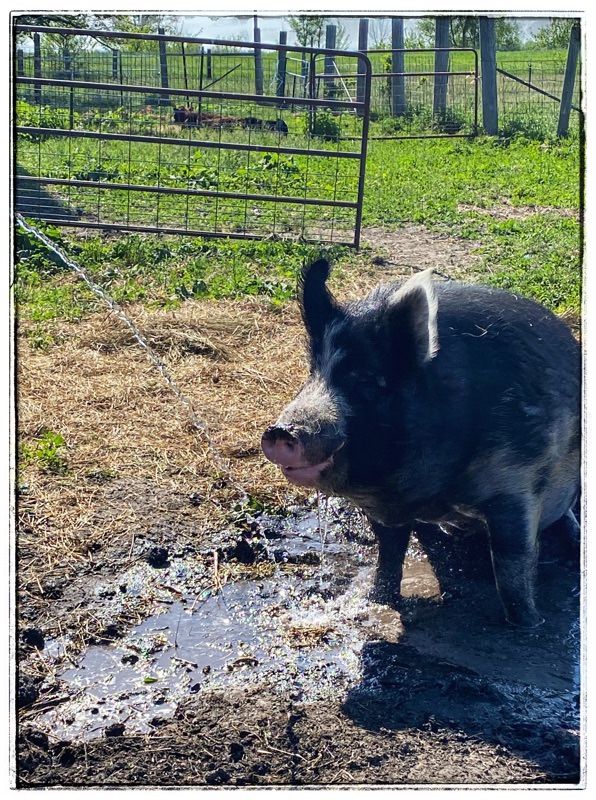 Big Jude - mature Berkshire, enjoying sitting in his wallow with a piggy smile. 
