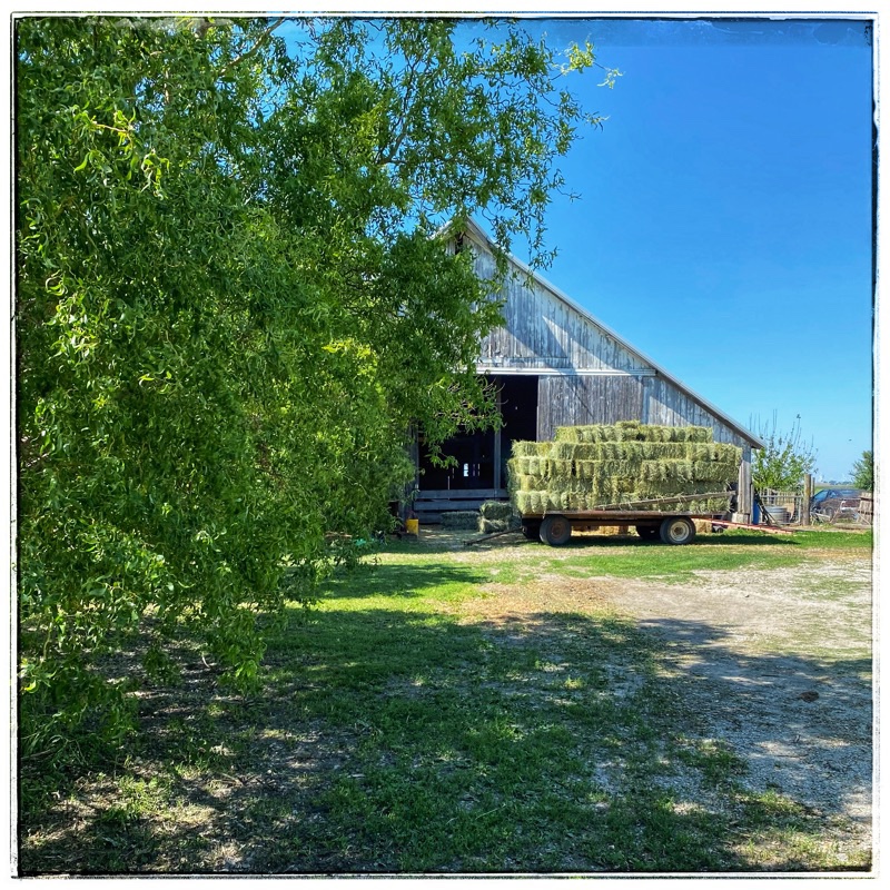 hay rack filled with perfect hay in front of old barn