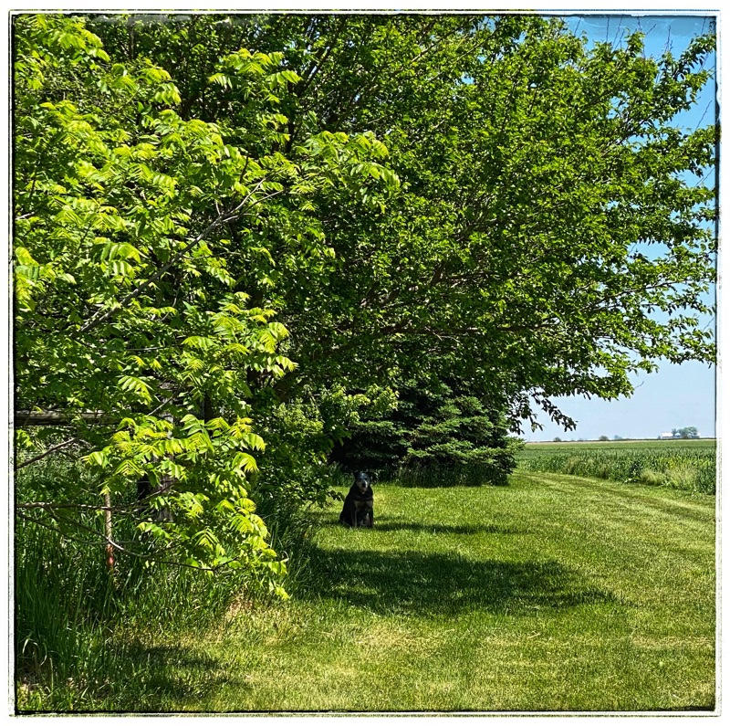 dog waiting under tree