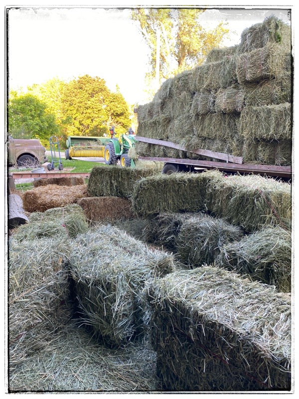 bales of hay ready to load into barn