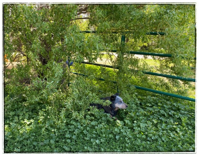 dog in weeds. We can only see his head