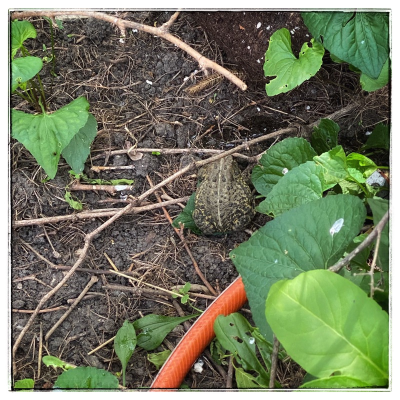 brown toad in the garden
