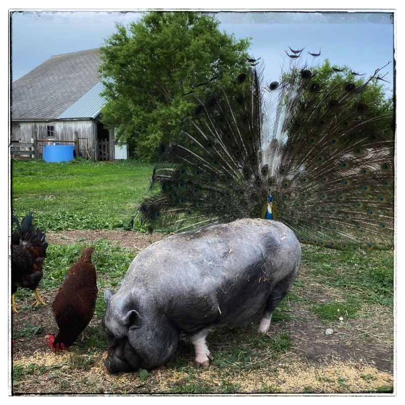 rescue pot belly pig and chickens and peacock