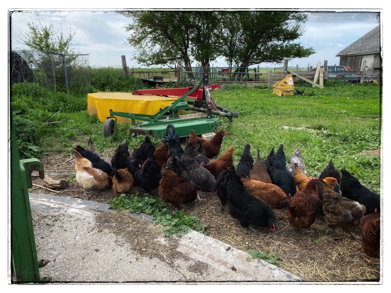 Mowers and other tractor accessories in field with chickens in the foreground