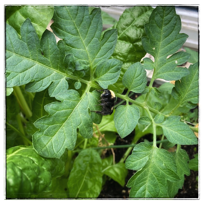 bumble bee sleeping on potato 