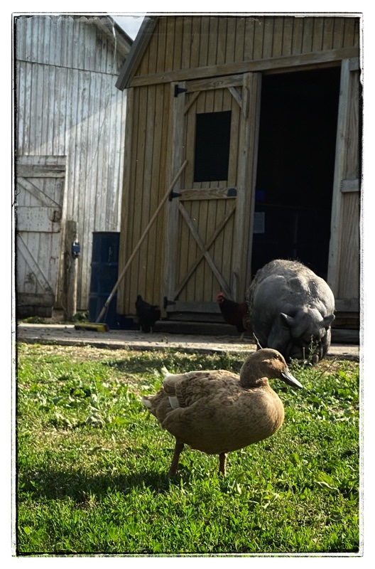 Brown duck in the foreground, rescue pot belly pig behind