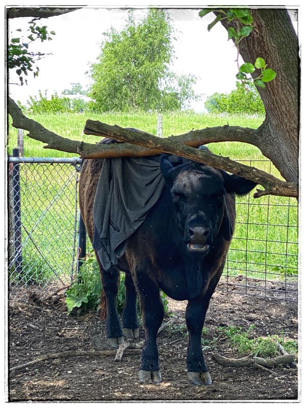 cow under jacket hung in tree