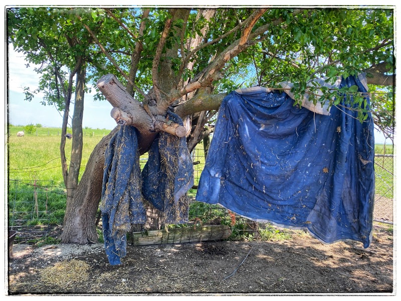 old pig blankets hanging in a tree for the cows