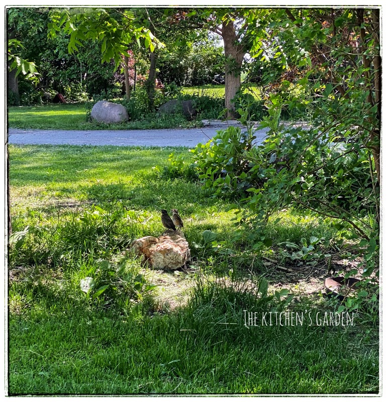 two baby robins on a rock