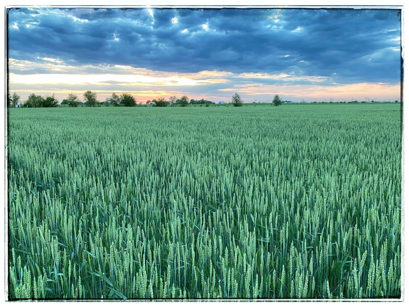 wheat at sunset