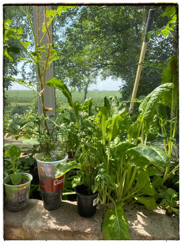 greens in the glasshouse