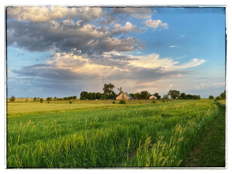 Old barn across fields of long grass and wheat
