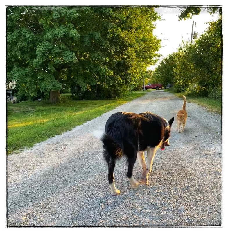 old border collie greets ginger cat on farm driveway