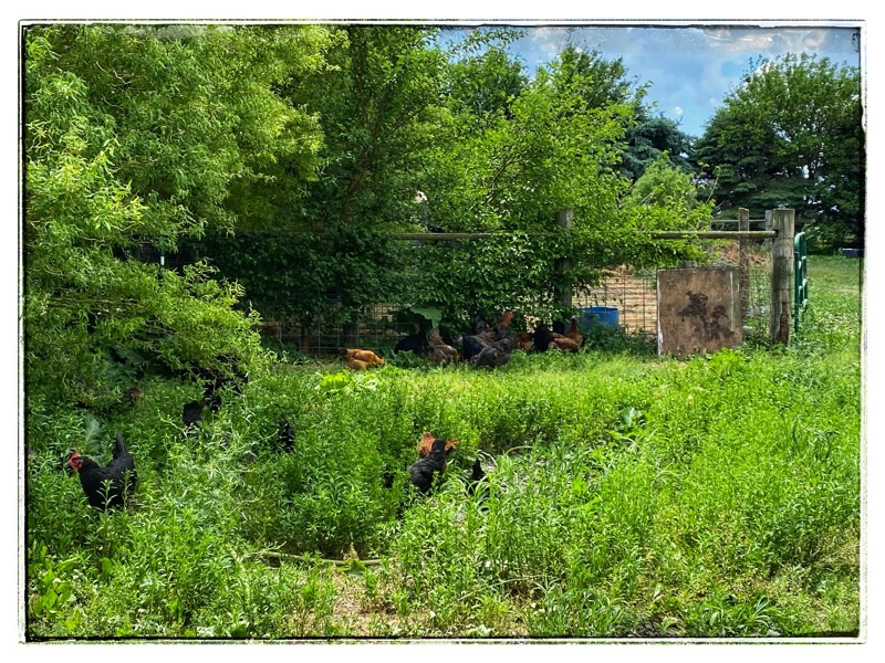 chickens in the log weeds