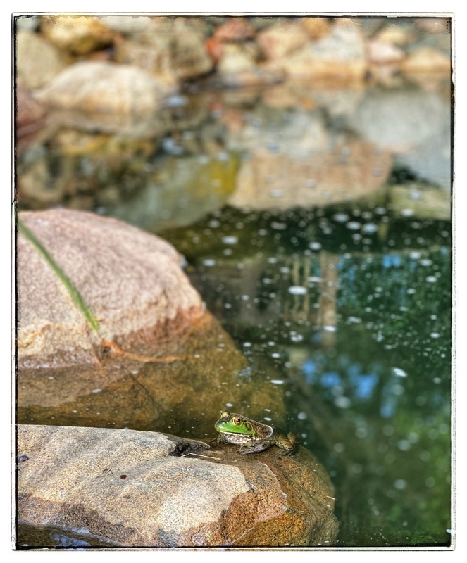 frog in pond