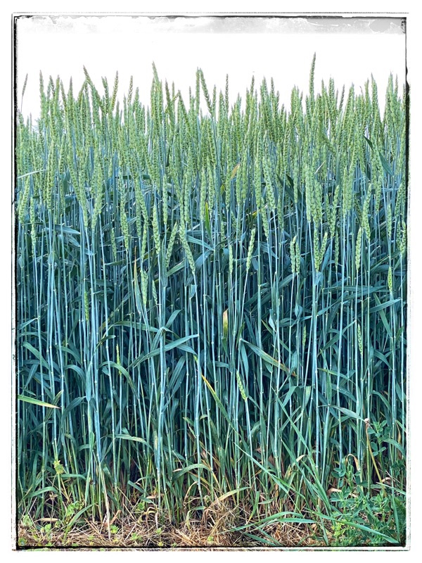 wheat in field