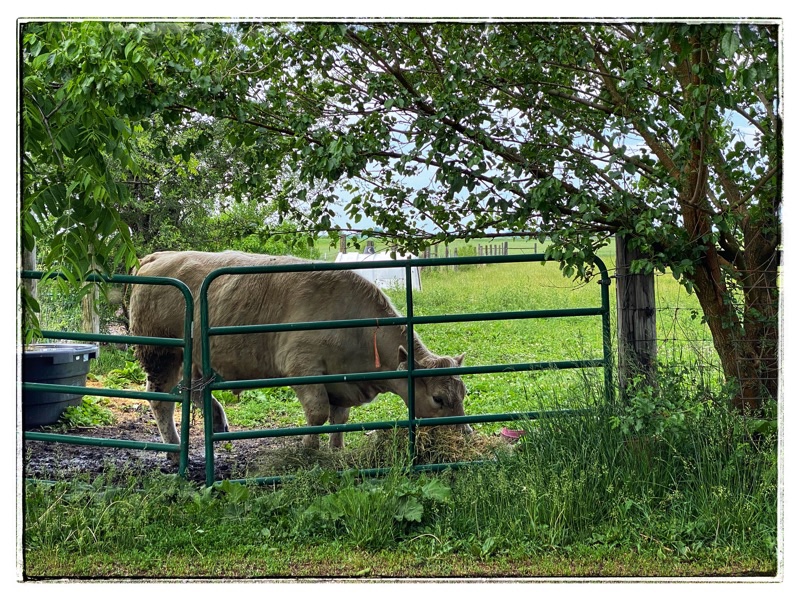 Charolais cross steer at gate