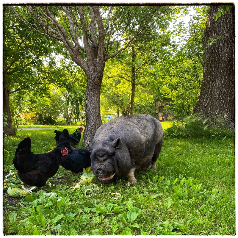 potbelly eating vegetables on the grass under the trees
