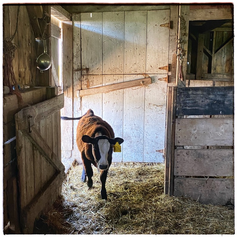 calf in old barn