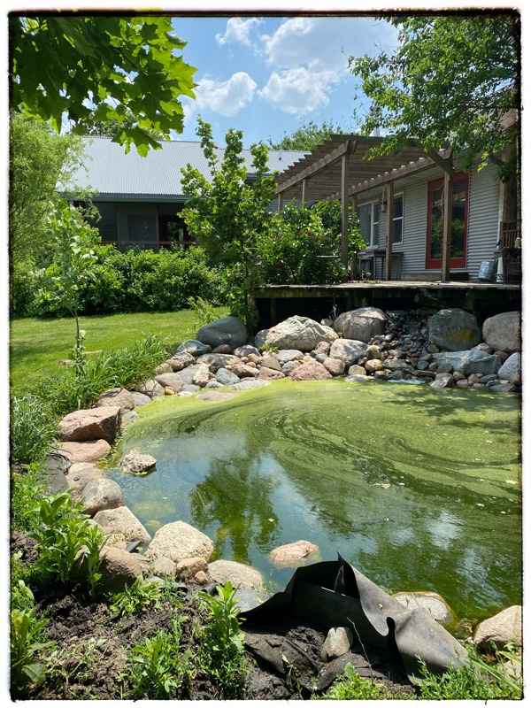 pond going green