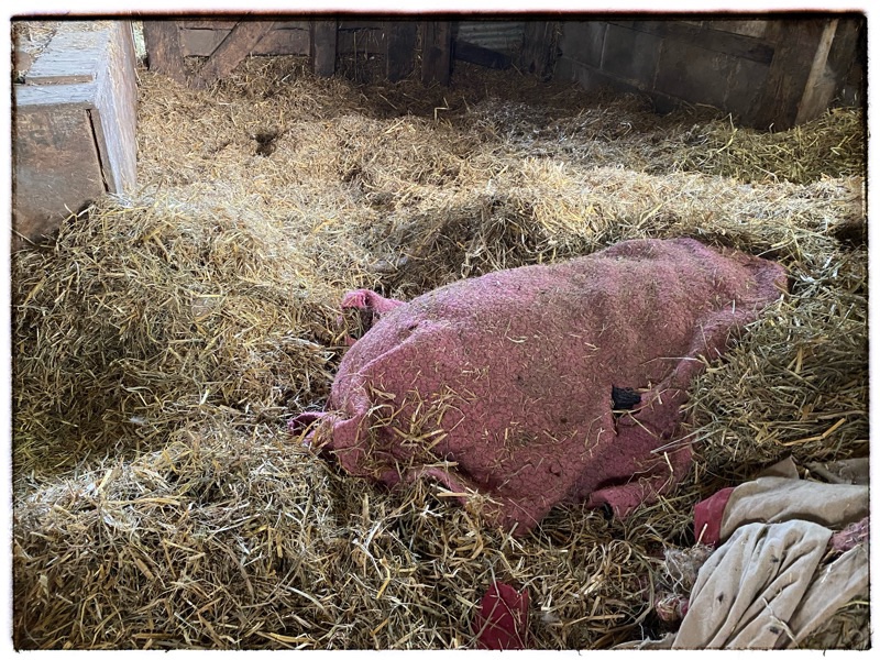 Wai covered in blanket so flies do not bite him