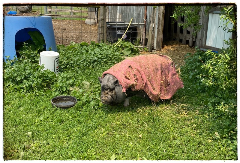 Rescue pig covered in pink cloak against flies 