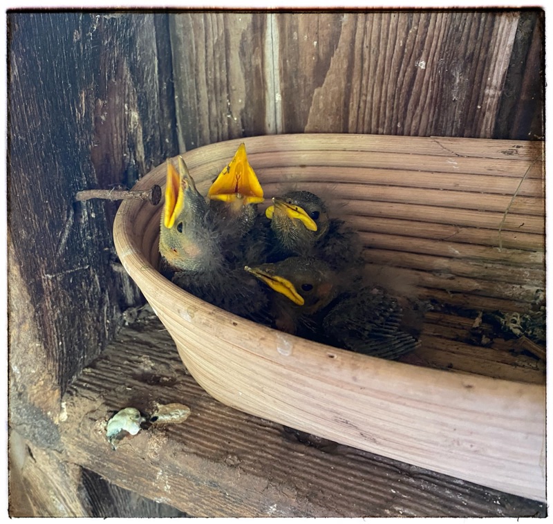 Barn swallows in bread banneton