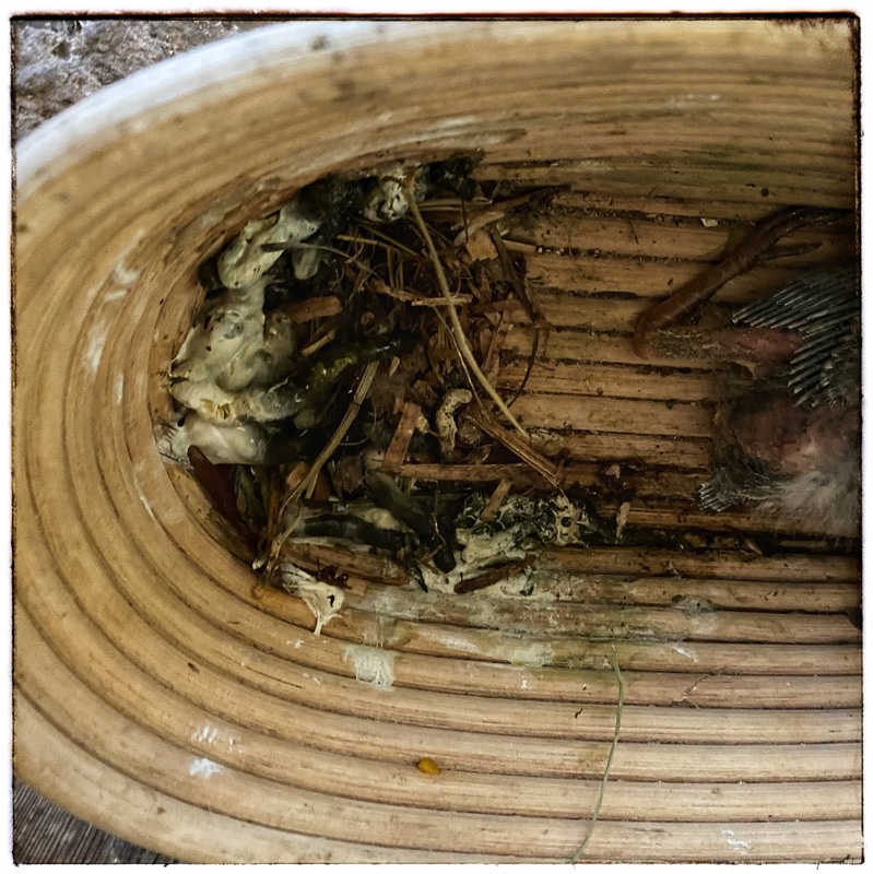 Barn swallow nest making in old banneton