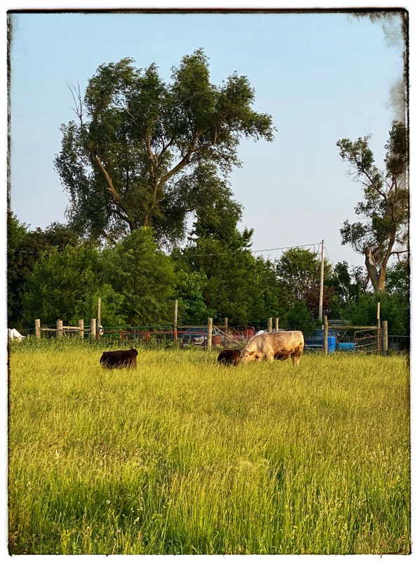 cows grazing in summer field