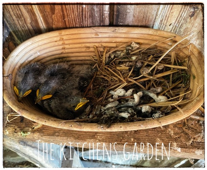 Three barn swallows in a bread banneton