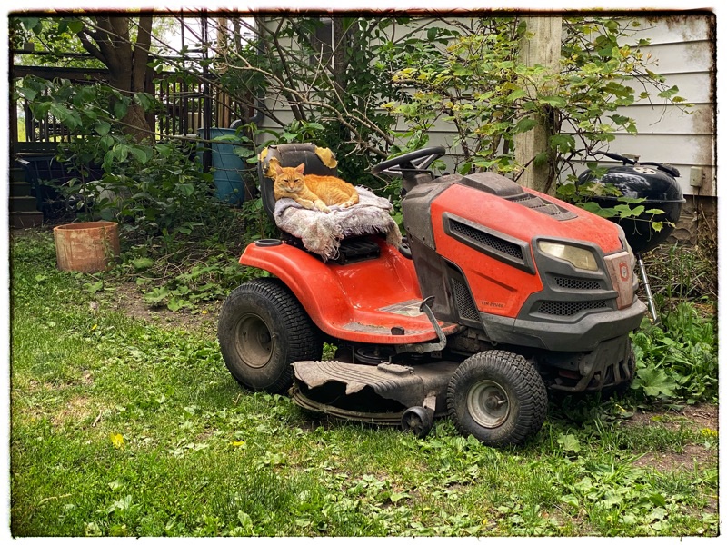 cat in the seat of a ride on mower