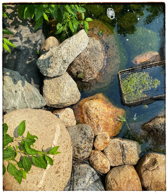 view of the pond from above with frog and frog larvae and tiny water lettuce