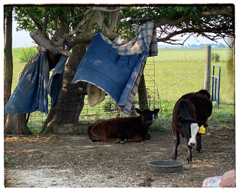 two calves under tree on summer day