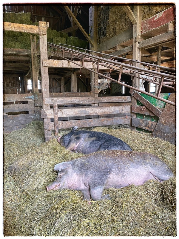 two huge mature sleeping hogs