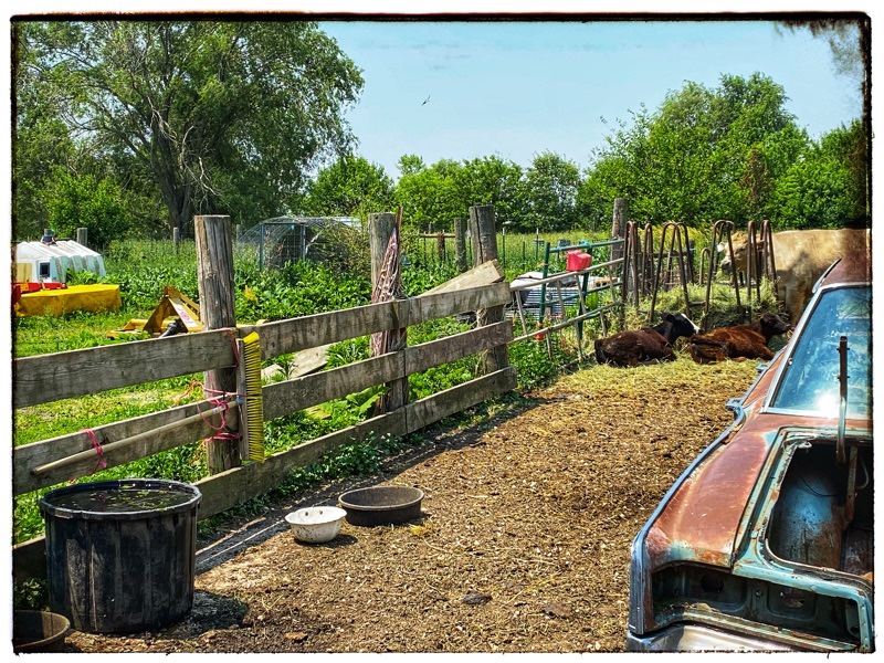 Broom for cows to brush flies off their faces on fence. 