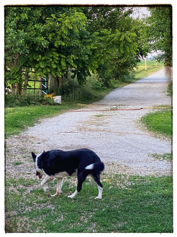 old border colliw farm dog