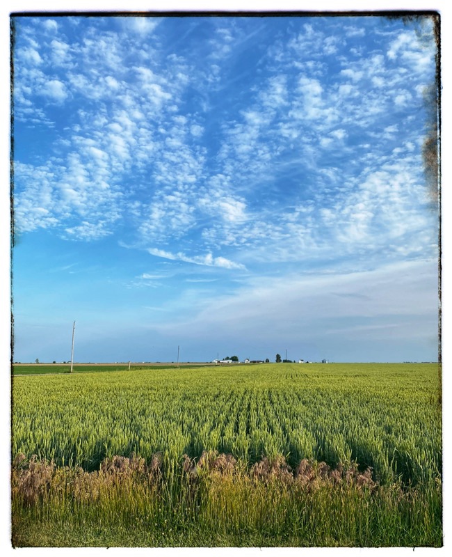 wheat under a blue sky with little clouds. 
