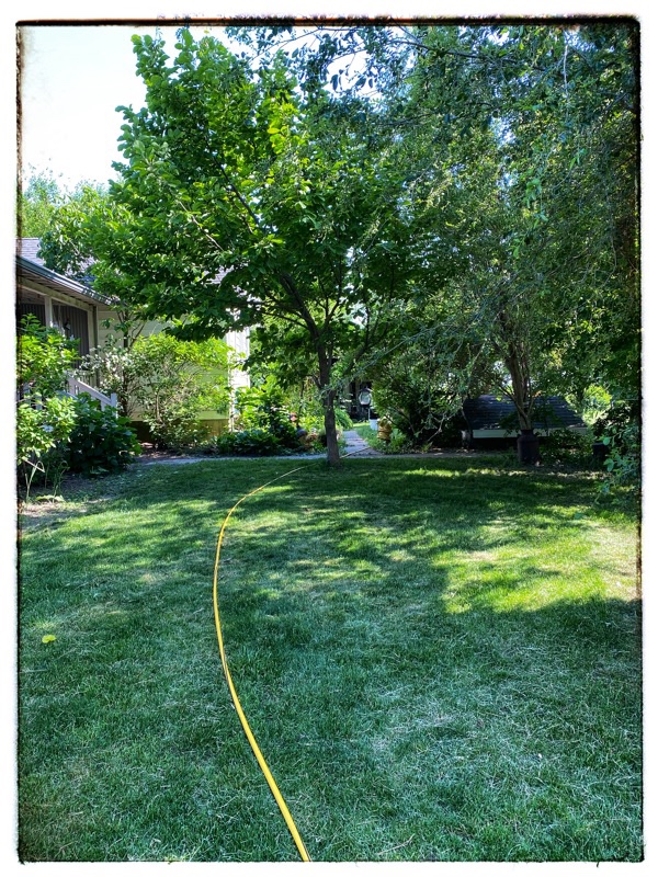 yellow hose running through garden